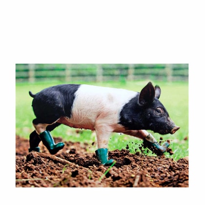 KÉPESLAP NOT PIGGISH