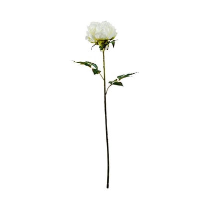 FLORISTA pünkösdi rózsa 75 cm